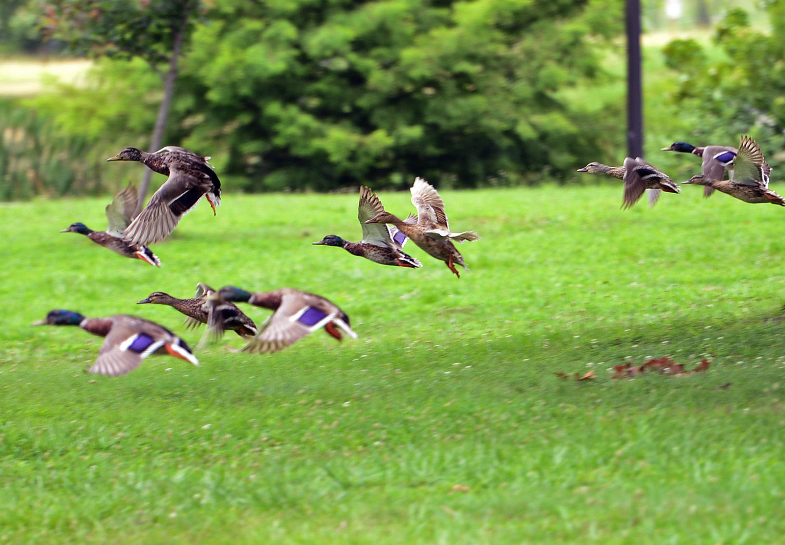 071215-nws-outtakes-ducks.jpg